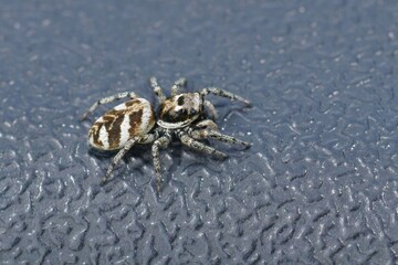 Zebra Spider4