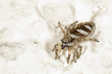 Zebra Spider5
