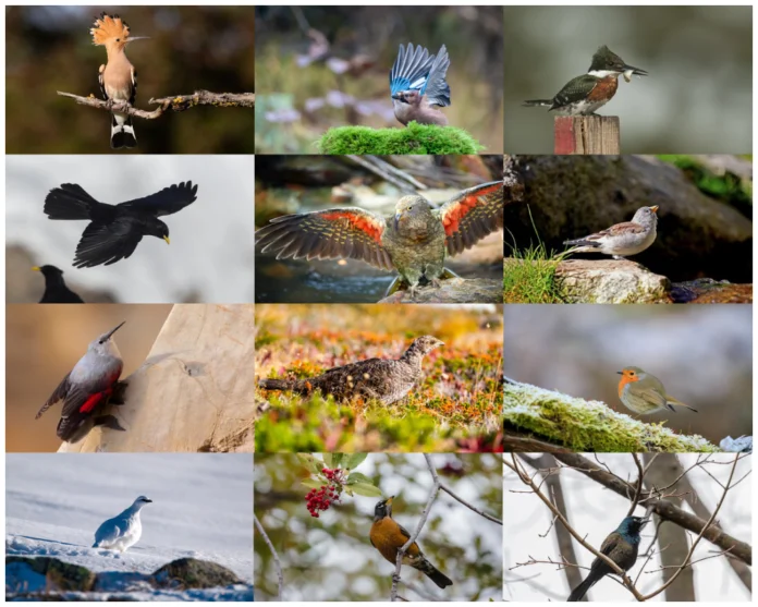Alpine Birds
