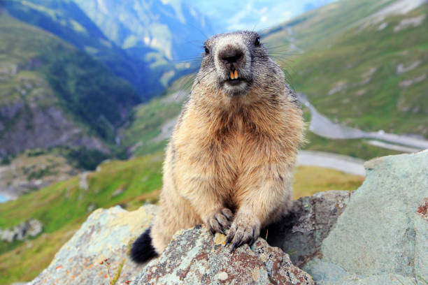 Alpine Marmot2