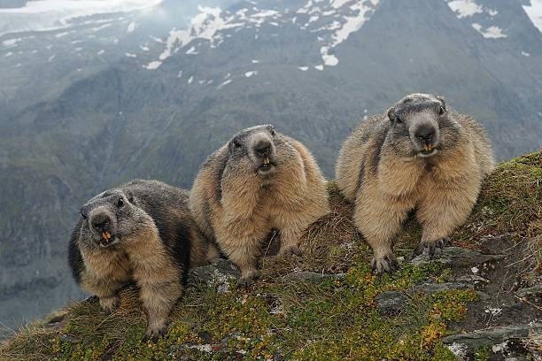 Alpine Marmot3
