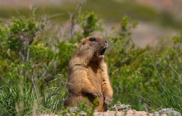 Alpine Marmot4