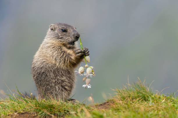 Alpine Marmot5