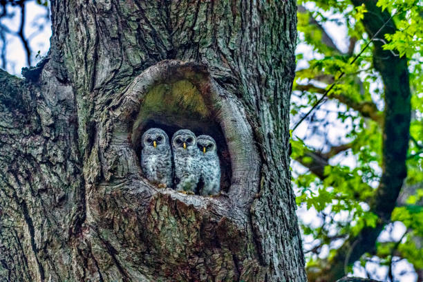 Barred Owl