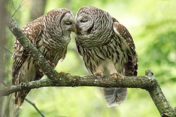Barred Owl2