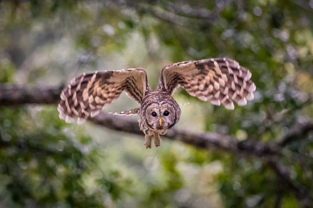 Barred Owl3