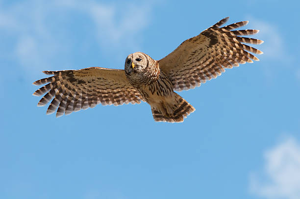 Barred Owl5