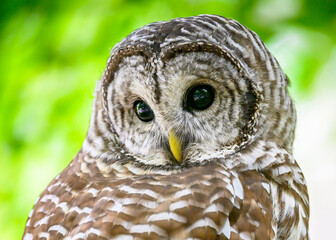Barred Owl6