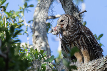 Barred Owl7 1