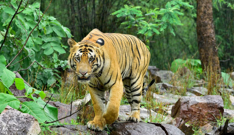 Bengal Tiger