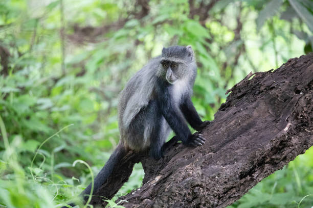 Blue Monkey2 1