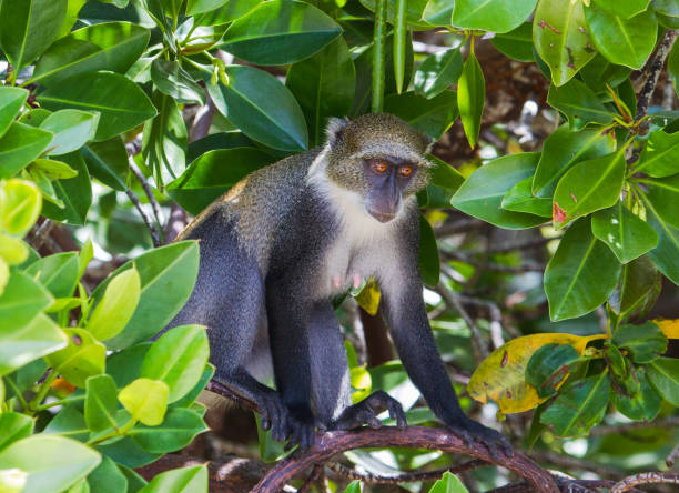 Blue Monkey3