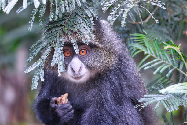 Blue Monkey4
