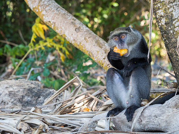Blue Monkey5 1
