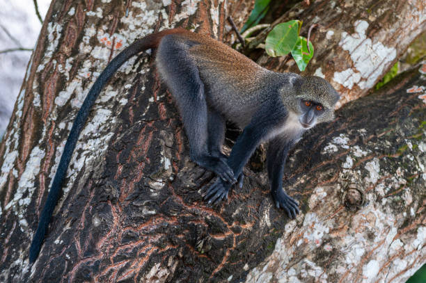 Blue Monkey6 1