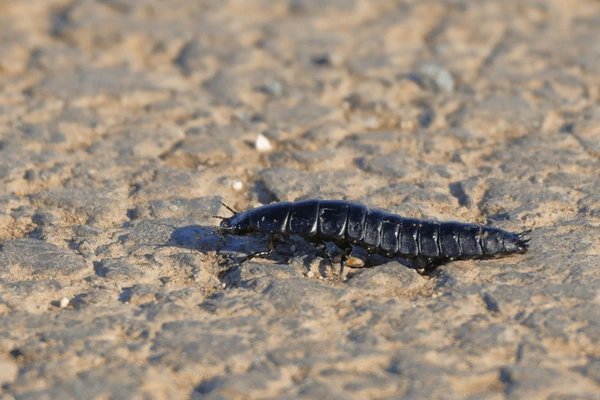 Bronze Ground Beetle