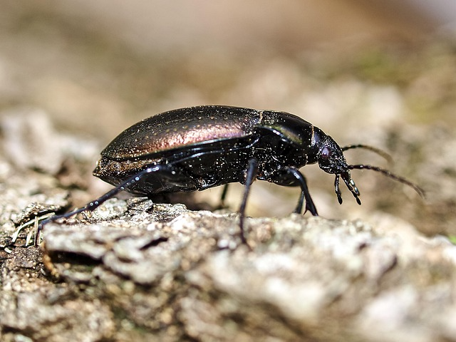 Bronze Ground Beetle