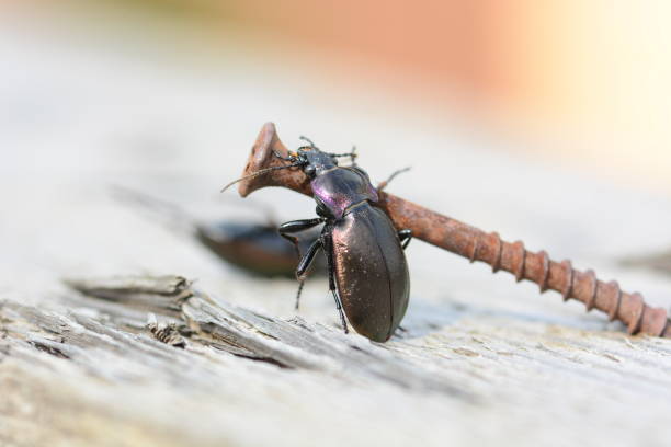 Bronze Ground Beetle