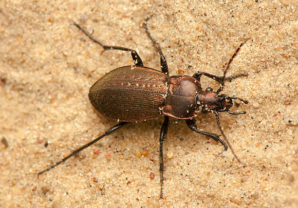 Bronze Ground Beetle