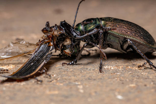 Bronze Ground Beetle