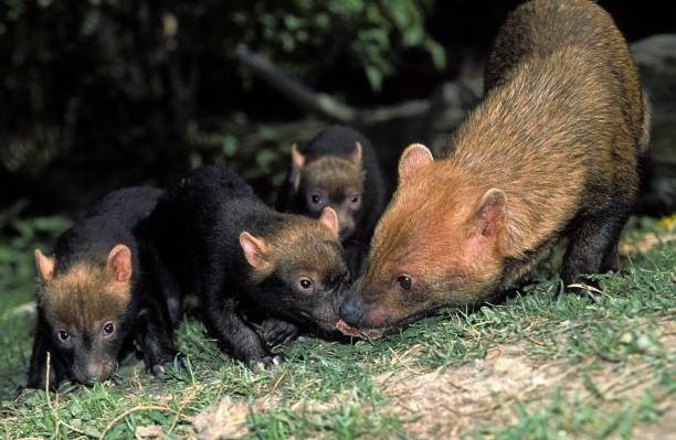 Bush Dog