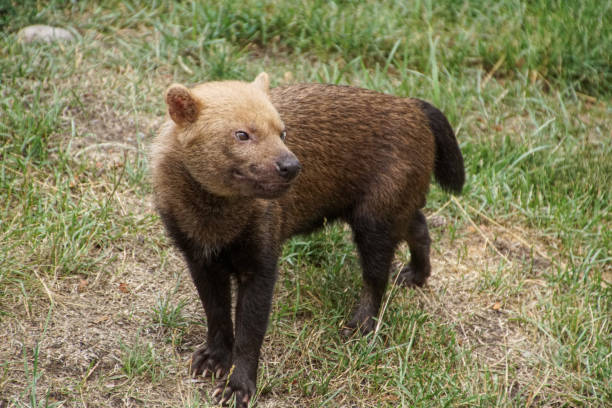 Bush Dog2 1