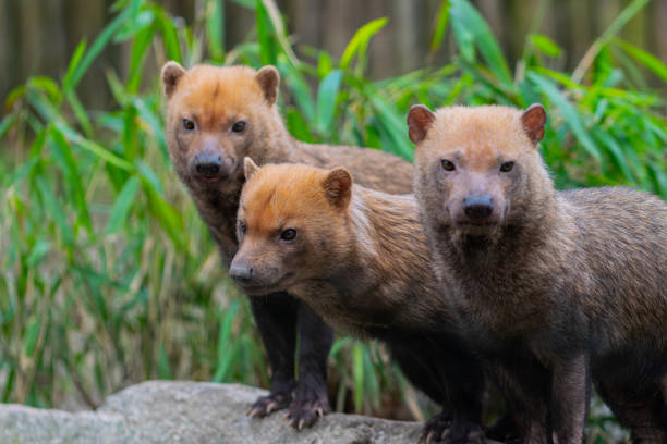 Bush Dog3 1