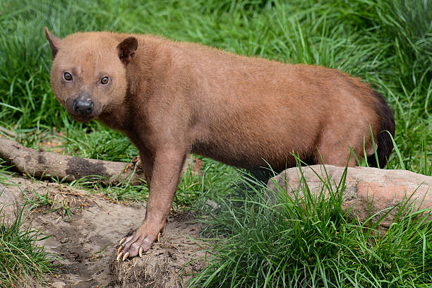 Bush Dog5 1