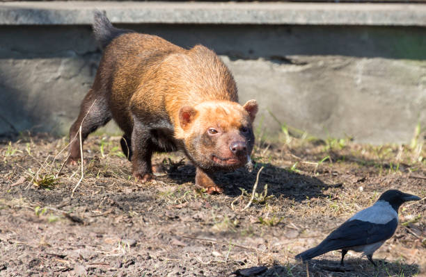 Bush Dog6