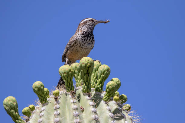 Cactus Wren