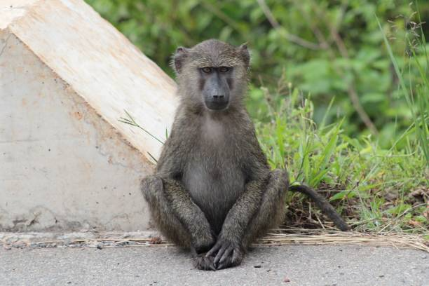 Chacma Baboon