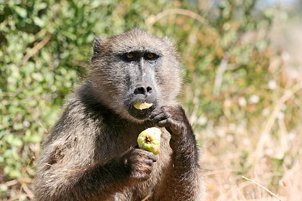 Chacma Baboon
