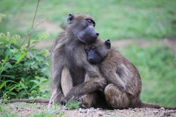 Chacma Baboon