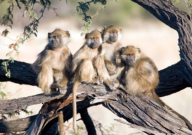 Chacma Baboon