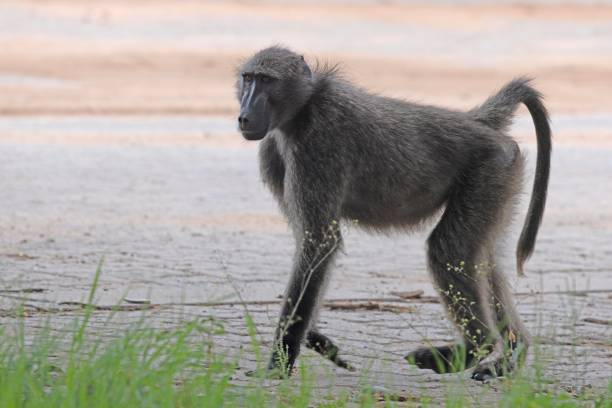 Chacma Baboon