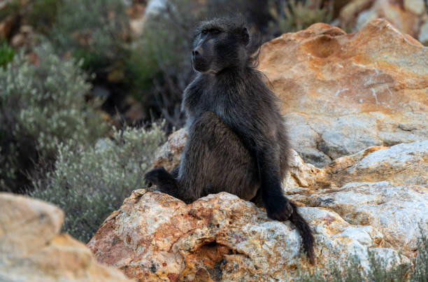 Chacma Baboon