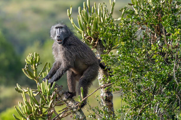 Chacma Baboon