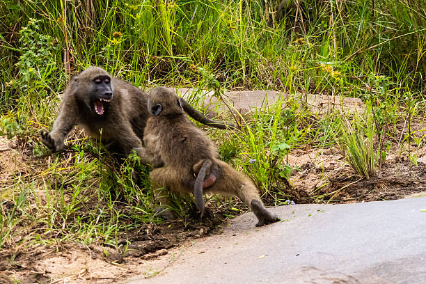 Chacma Baboon