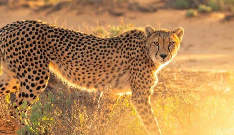 Cheetah