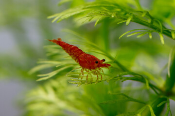 Cherry Shrimp