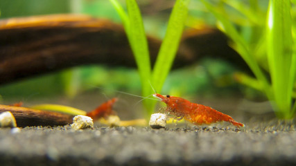 Cherry Shrimp