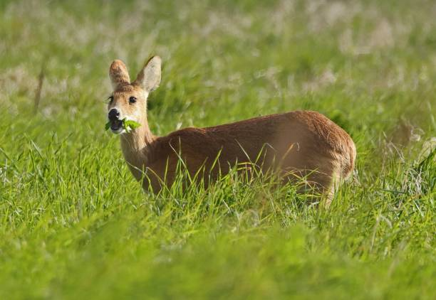 Chinese Water Deer 2