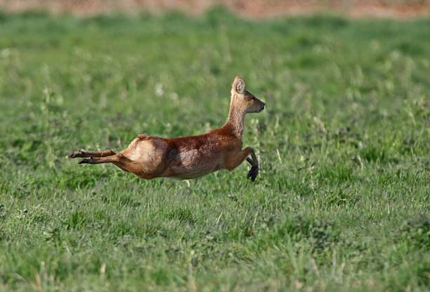 Chinese Water Deer 3 1