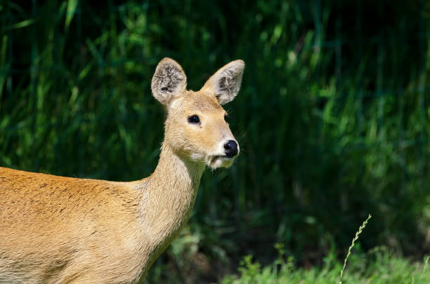 Chinese Water Deer 5