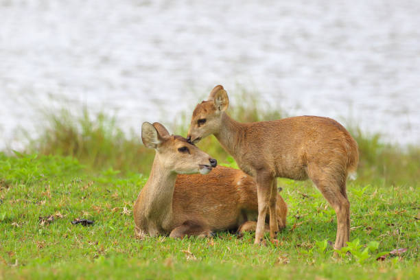 Chinese Water Deer 6