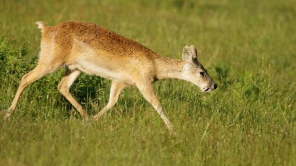 Chinese Water Deer