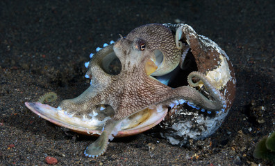 Coconut Octopus 2