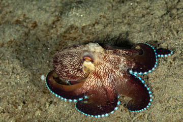 Coconut Octopus 3 1