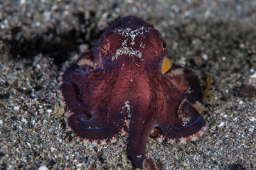 Coconut Octopus 4 1