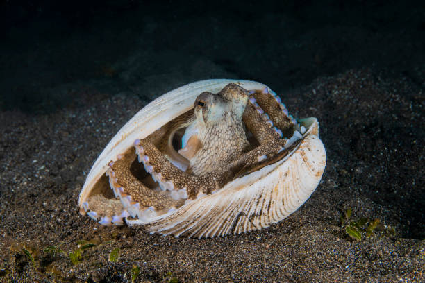 Coconut Octopus 5